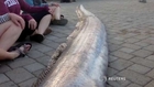 Giant sea creature recovered off California coast
