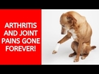 🐕 Cure Dog and Cat Arthritis with the SHOCKING New All Natural Dr Maggie Joint Formula!