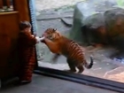 Baby tiger costume fools real tiger cub