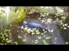 Pet store Veiltail Betta fish spawning in the 