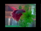Betta Fish : Early Months of Owning