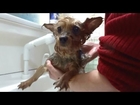 顔洗うと誰?な犬 Wash Yorkie's Face... 