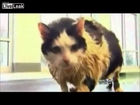 News Anchor Loses It Reporting Fat Cat Story
