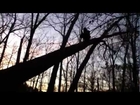 Dog Cimbs a Tree 20 Feet Above Ground!