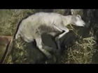 Hillside Expose More Farm Animal Suffering in  2013...