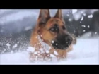 Top 10 Guard Dogs /  Aggressive Dogs/ 2014-YouTube