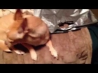 Dog's have trouble with owner singing Taylor Swift hit song