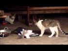 Mother cat watching kittens eating food