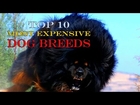 Top 10 Most Expensive Dog Breeds in the World
