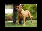Top 10 Biggest Guard Dogs In The World