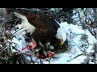 DNR eagle cam,very good closeup of eggs,mama has her hallux caught in some food,2/15/13