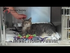 Meet Hollie Anne, a purring kitty at HSHV!