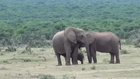 Elephant family reunion - Addo Elephant Park