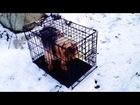 Dog Rescued After Being Abandoned in Crate on Snowy Road