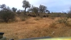 Elephants smashes into SAFARI JEEP