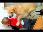 PUPPY TACKLE!!!