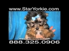 StarYorkie Kennel Available Puppies for September 2011