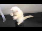 fluffy kitten