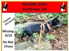 Missing Dogs of New Hampshire