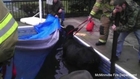 Firefighters Rescue 700-Pound Cow Stuck in Pool