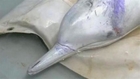 Rare white dolphin rescued from net