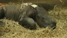 Zoo celebrates birth of rare Southern White Rhino