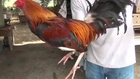 gallos de pelea GUATEMALA Y GIRO DETALLES