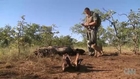 Rhino poaching relentless in South  Africa.