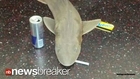 Mystery of Shark on Subway Appears to be Solved!